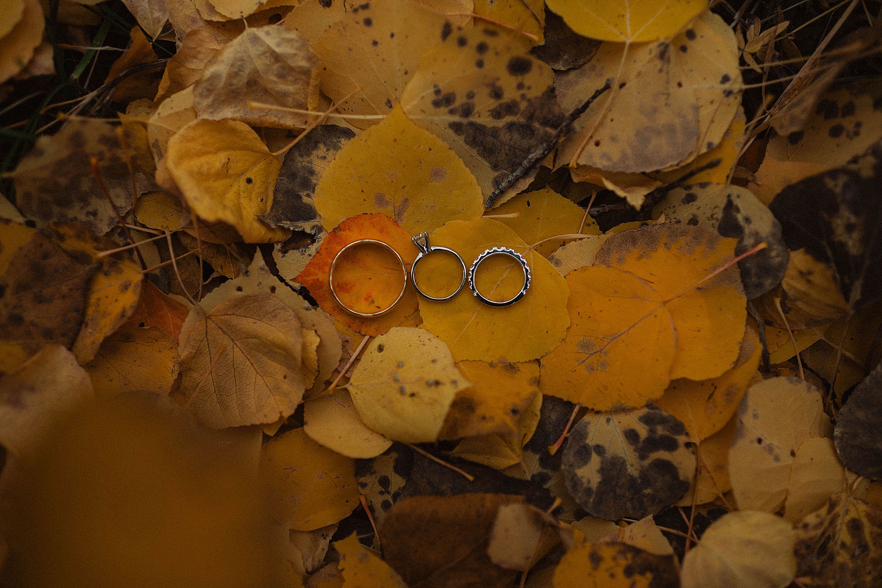 wedding rings on aspens in crested butte at ten peaks